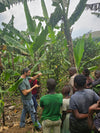 Uganda - Planifolia Vanilla Beans - Super Premium