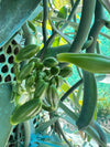 Viet Nam - Tahitensis Vanilla Beans - vanillasoftheworld.com