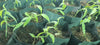 Viet Nam - Tahitensis Vanilla Beans - vanillasoftheworld.com