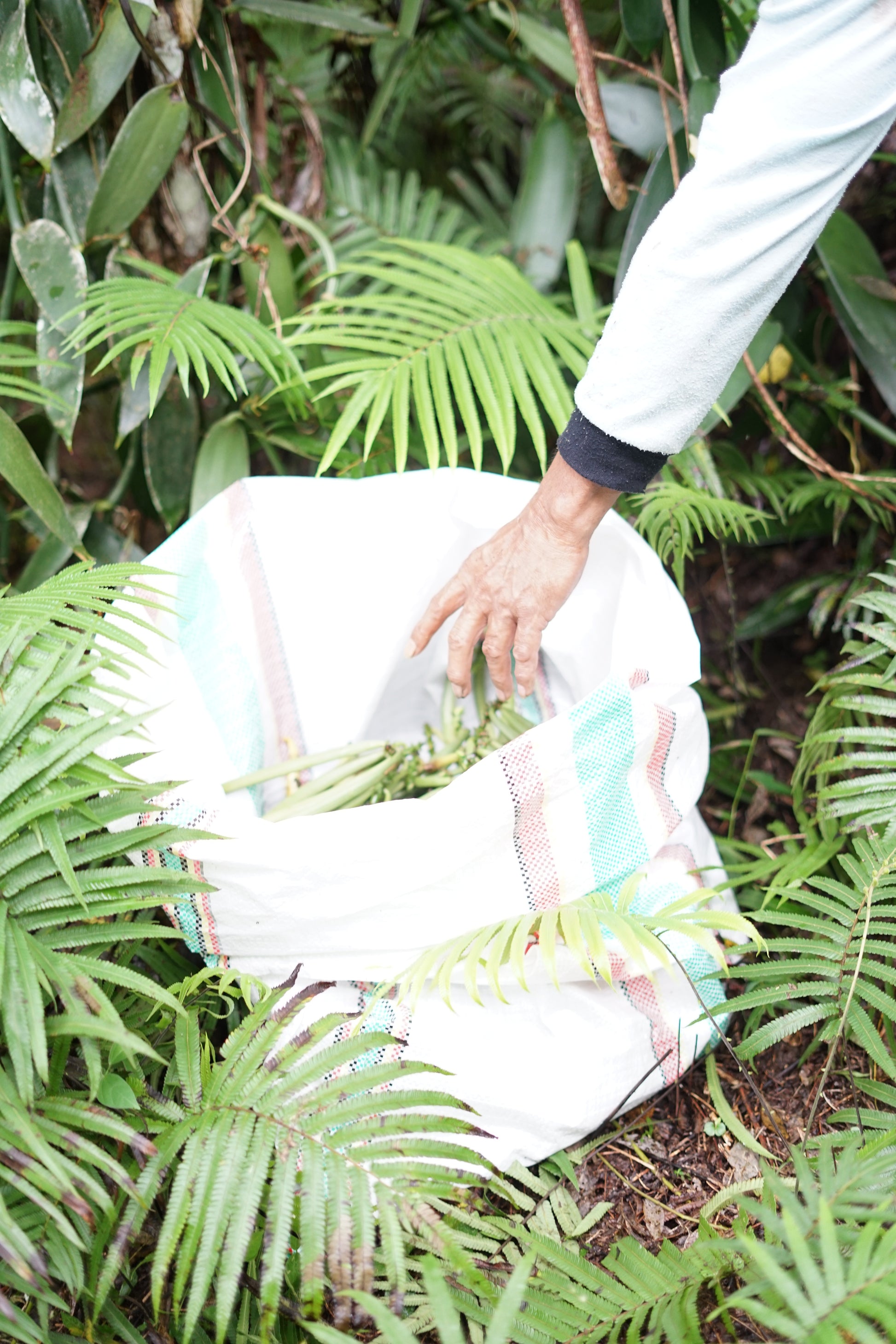 Indonesia - West Papua - Planifolia Vanilla Beans - vanillasoftheworld.com