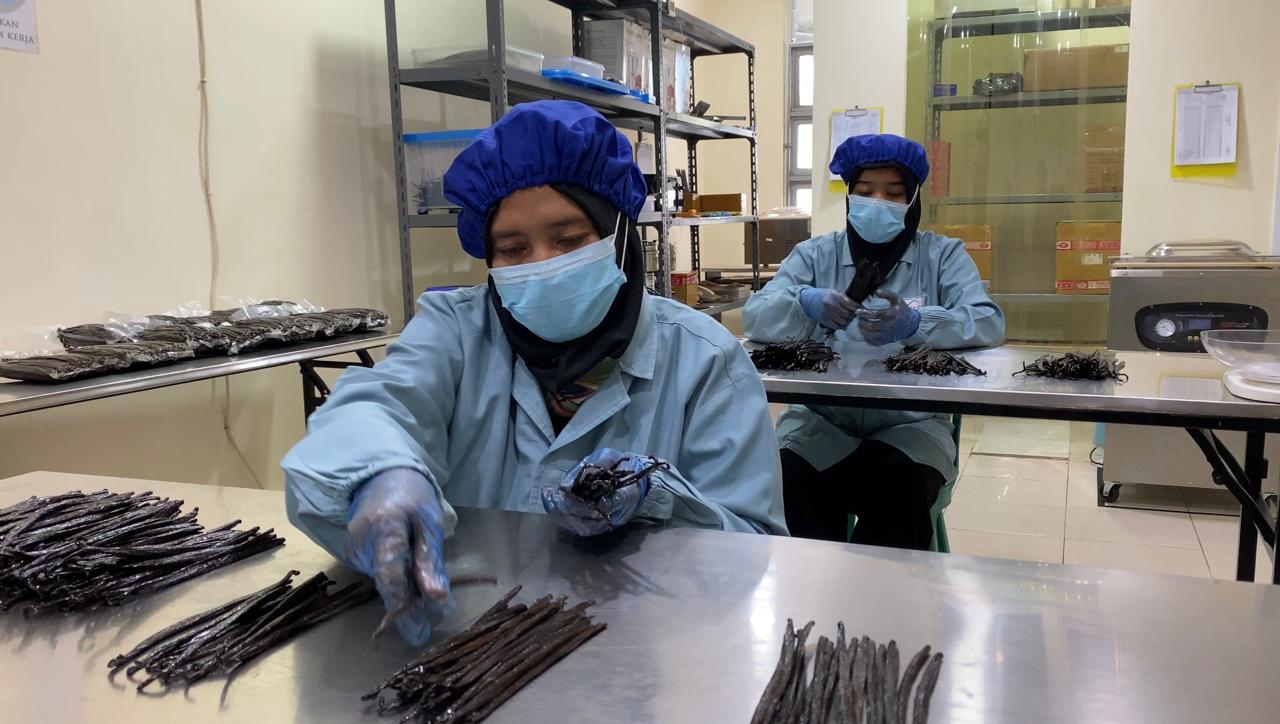 Indonesia - West Papua - Planifolia Vanilla Beans - vanillasoftheworld.com