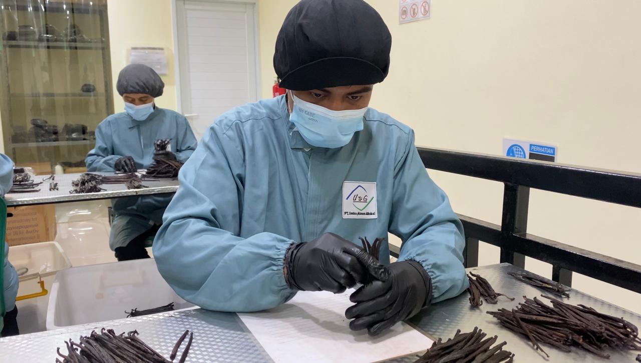 Indonesia - West Papua - Planifolia Vanilla Beans - vanillasoftheworld.com