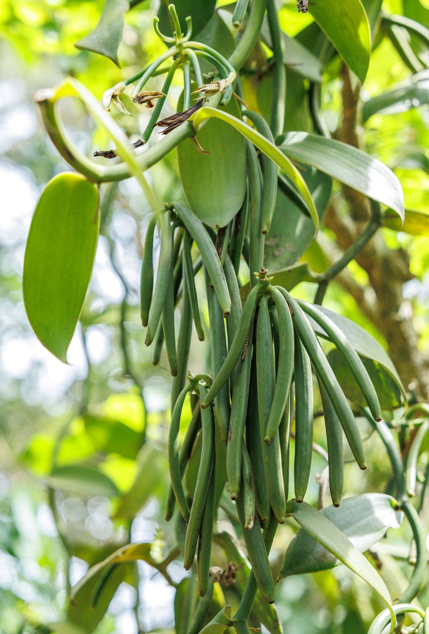 Uganda - Planifolia Vanilla Beans - vanillasoftheworld.com