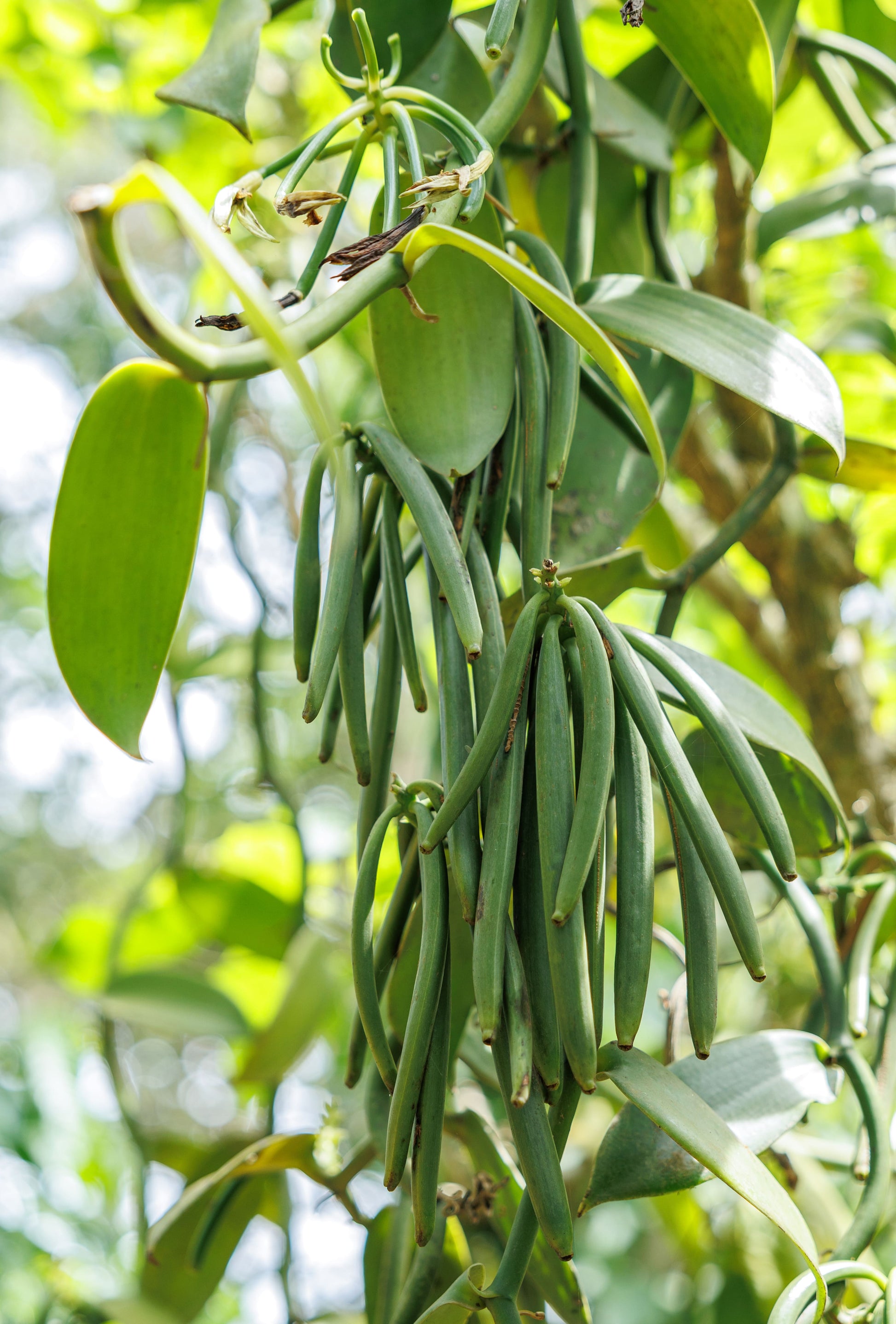 Uganda - Planifolia Vanilla Beans - vanillasoftheworld.com