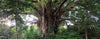 Vanuatu - Planifolia Vanilla Beans - vanillasoftheworld.com