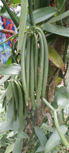 Vanuatu - Planifolia Vanilla Beans - vanillasoftheworld.com