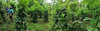 Vanuatu - Planifolia Vanilla Beans - vanillasoftheworld.com