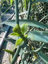Viet Nam - Tahitensis Vanilla Beans - vanillasoftheworld.com