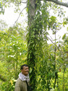 Indonesia - West Papua - Tahitensis Vanilla Beans - vanillasoftheworld.com