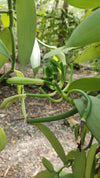 Indonesia - West Papua - Tahitensis Vanilla Beans - vanillasoftheworld.com