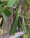 Costa Rica - Costaricensis Vanilla Beans - vanillasoftheworld.com